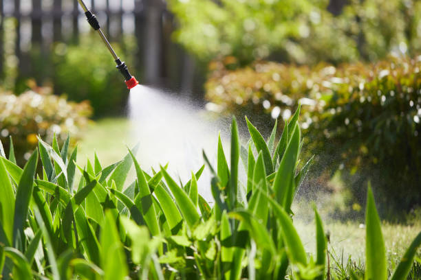 24/7 Emergency Ant Control experts in Minden, LA